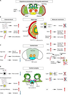 The Toll Route to Structural Brain Plasticity